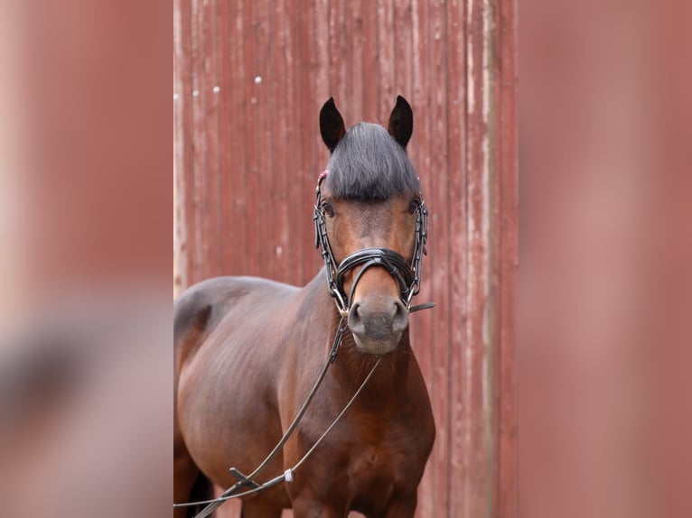 Welsh B Stallion 5 years 13.1 hh Bay-Dark in Groß Twülpstedt