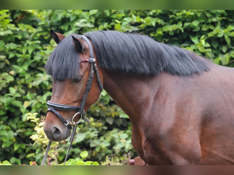 Welsh B Stallion 5 years 13.1 hh Bay-Dark in Groß Twülpstedt