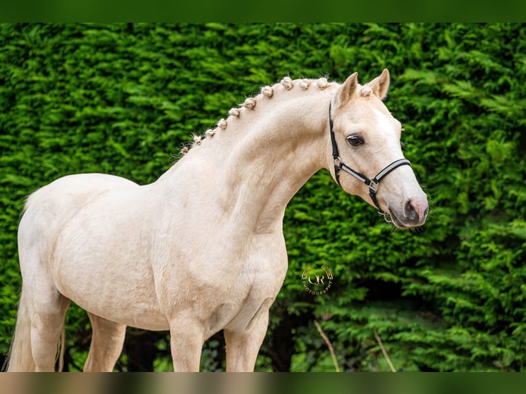 Welsh B Stallion 6 years 12,1 hh Palomino in Heerhugowaard