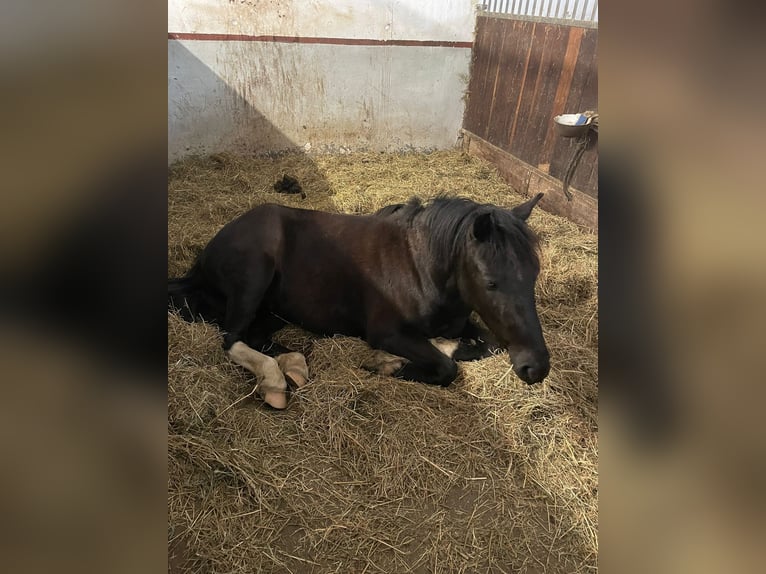 Welsh B Mix Stallion 7 years 13,1 hh Black in GaienhofenGaienhofen