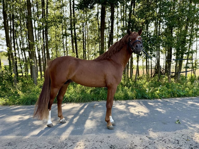Welsh B Stallion 7 years Chestnut-Red in Buczek