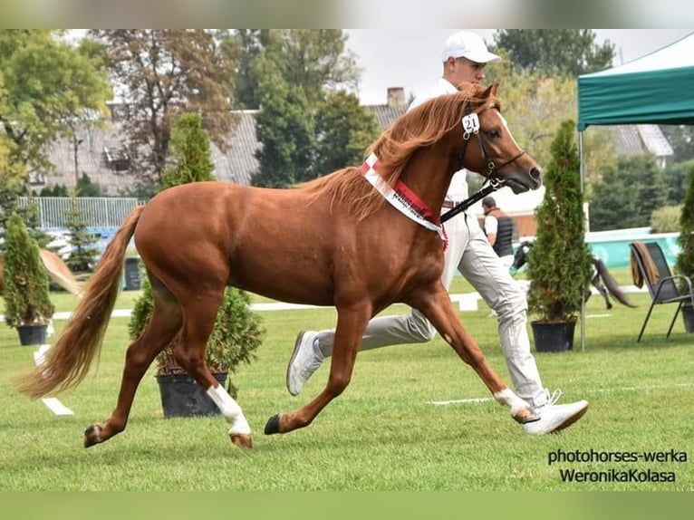 Welsh B Stallion 7 years Chestnut-Red in Buczek