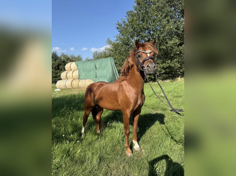 Welsh B Stallion 7 years Chestnut-Red in Buczek