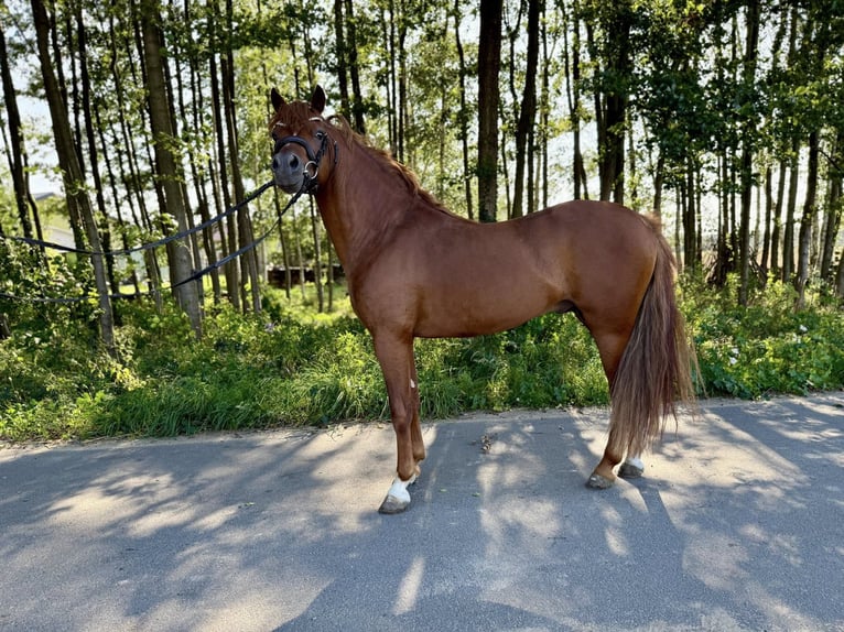 Welsh B Stallion 7 years Chestnut-Red in Buczek