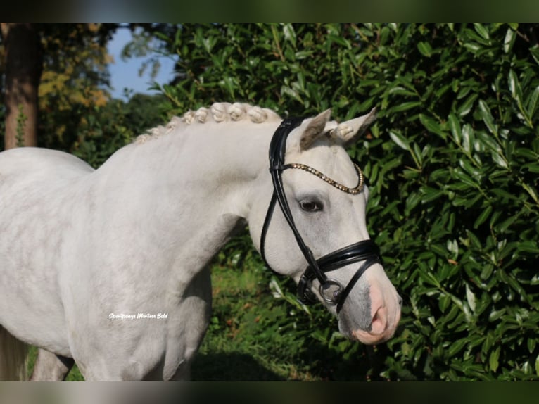 Welsh B Stallion 8 years 13,3 hh Grey in Recke, bei Osnabr&#xFC;ck