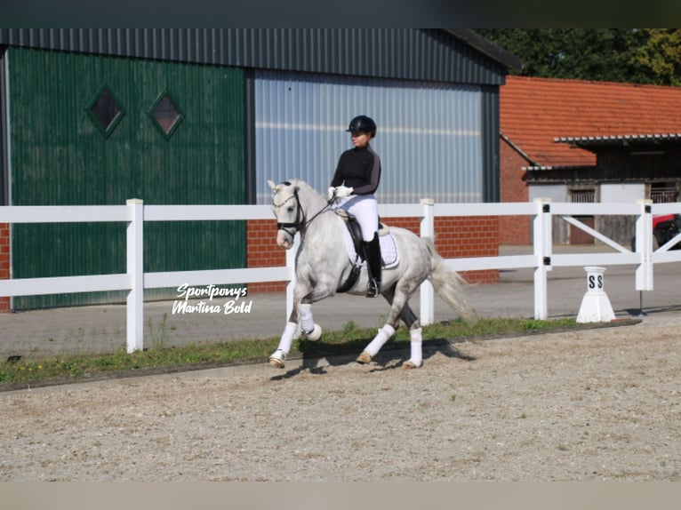 Welsh B Stallion 8 years 13,3 hh Grey in Recke, bei Osnabr&#xFC;ck
