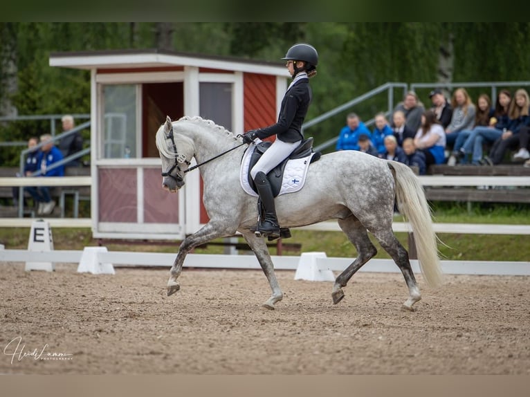 Welsh B Stallion 8 years 13,3 hh Grey in Recke, bei Osnabr&#xFC;ck