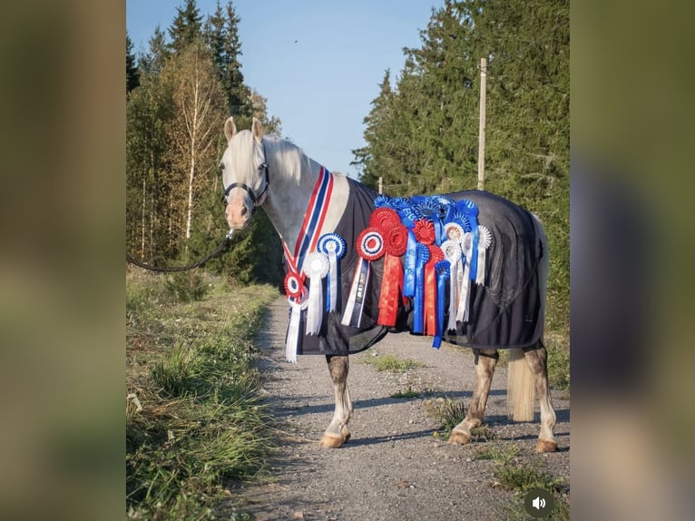 Welsh B Stallion 8 years 13,3 hh Grey in Recke, bei Osnabr&#xFC;ck