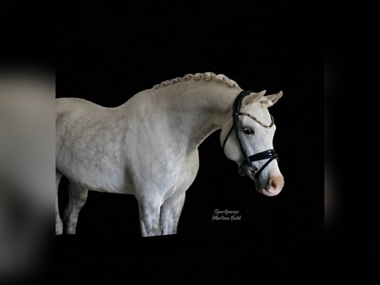 Welsh B Stallion 8 years 13,3 hh Grey in Recke, bei Osnabr&#xFC;ck
