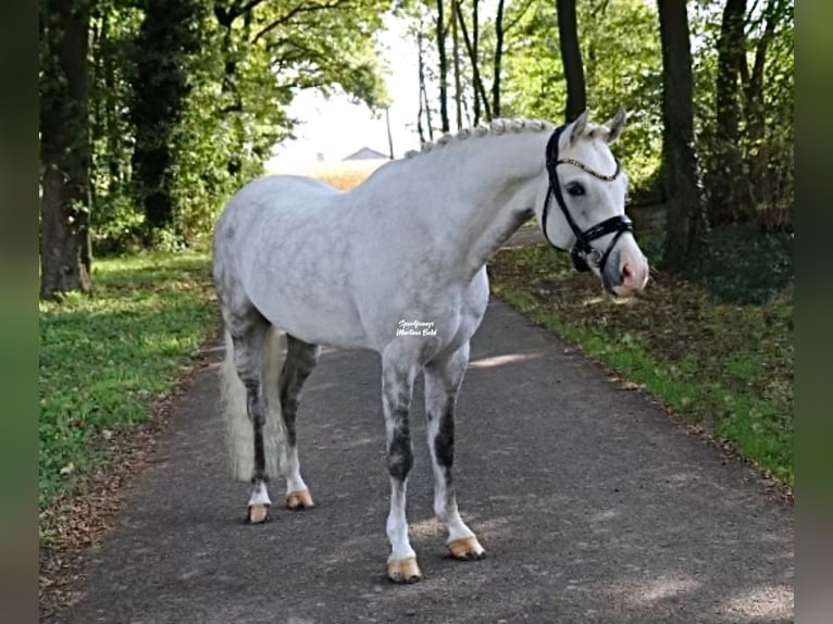 Welsh B Stallion 8 years 13,3 hh Grey in Recke, bei Osnabr&#xFC;ck