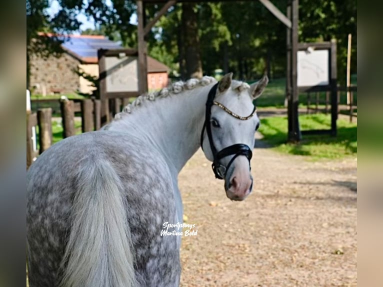 Welsh B Stallion 8 years 13,3 hh Grey in Recke, bei Osnabr&#xFC;ck