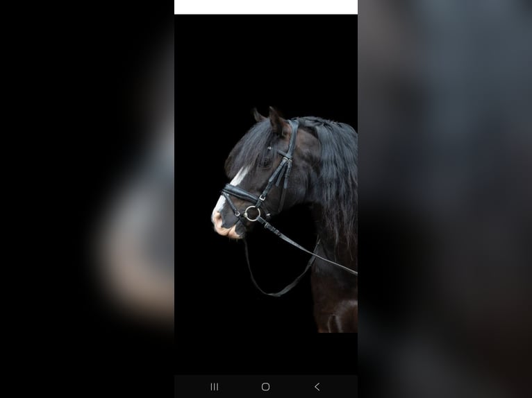 Welsh B Stallion 9 years 12,1 hh Black in Prinsenbeek