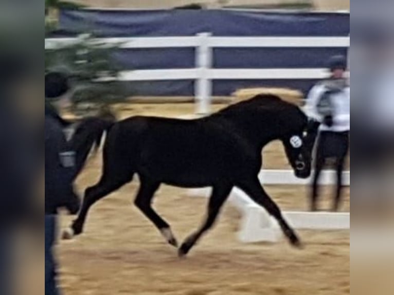Welsh B Stallion Black in Mainleus