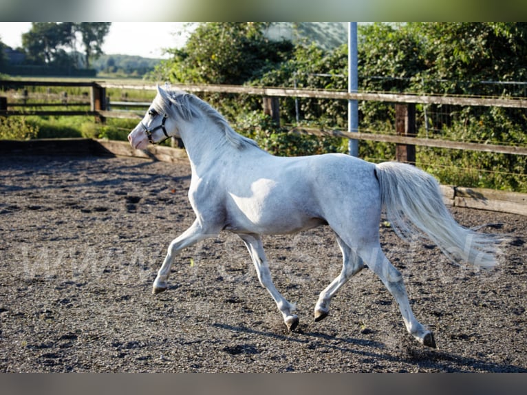 Welsh B Stallion in Meerbusch