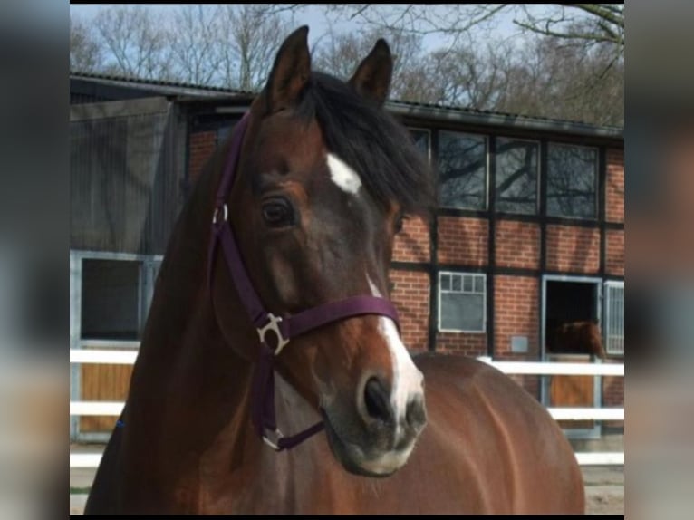 Welsh B Stallion Brown in Ihlow Ihlowerfehn