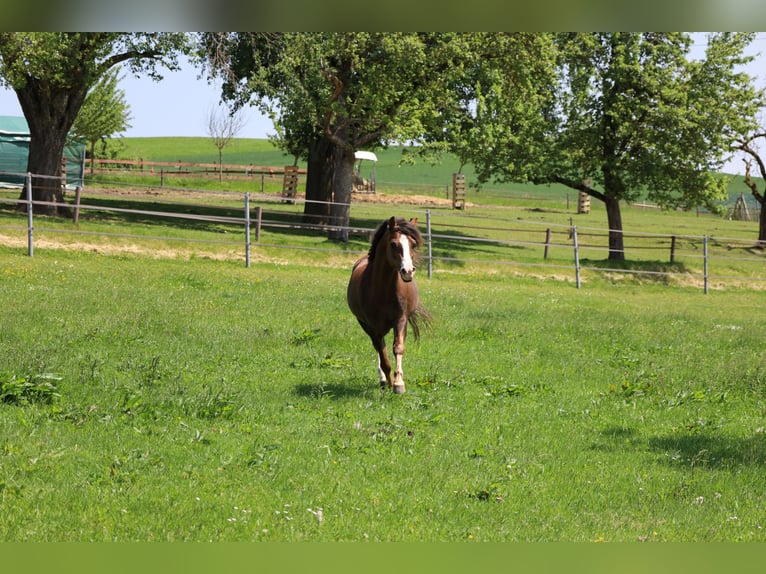 Welsh B Stallion Chestnut in Hohenfels