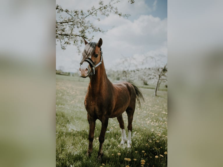 Welsh B Stallion Chestnut in Pfullendorf