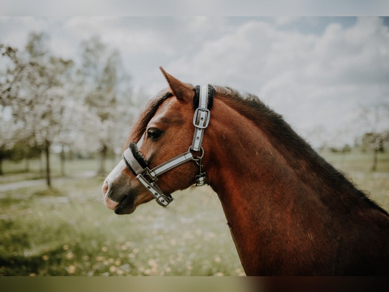 Welsh B Stallion Chestnut in Pfullendorf
