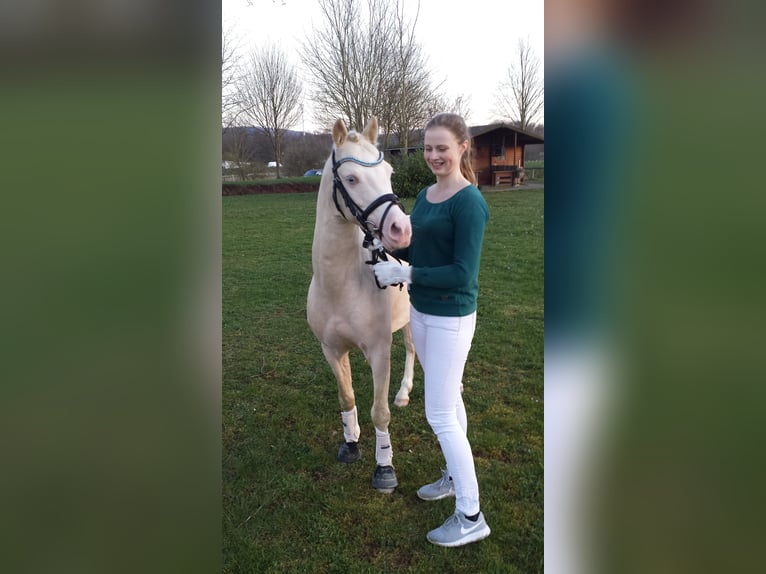 Welsh B Stallion Cremello in Horhausen
