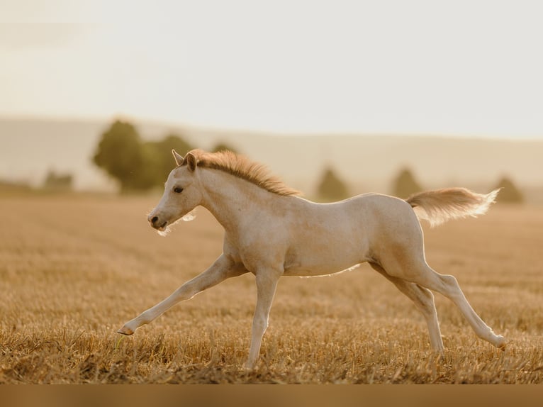 Welsh B Stallion Foal (05/2025) 11,2 hh Brown Falb mold in ElzeElze