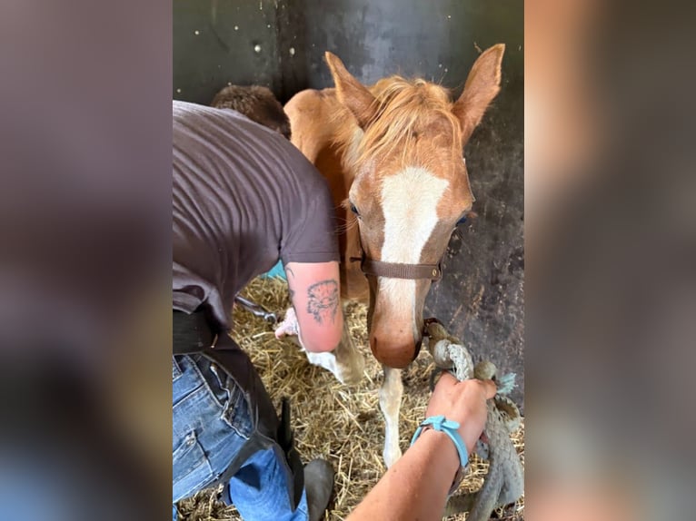 Welsh B Stallion Foal (04/2026) 12.2 hh Chestnut in Maashees