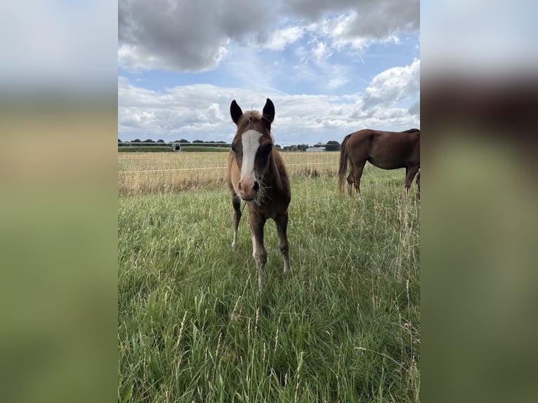 Welsh B Stallion Foal (04/2026) 12.2 hh Chestnut in Maashees
