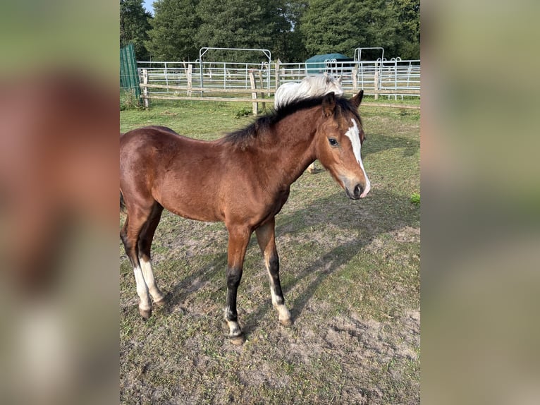 Welsh B Stallion Foal (04/2025) 12,2 hh Brown in Zeven