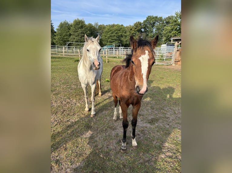 Welsh B Stallion Foal (04/2025) 12,2 hh Brown in Zeven