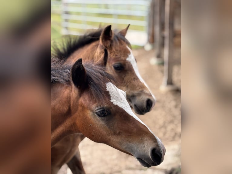 Welsh B Stallion Foal (04/2025) 12,2 hh Brown in Zeven