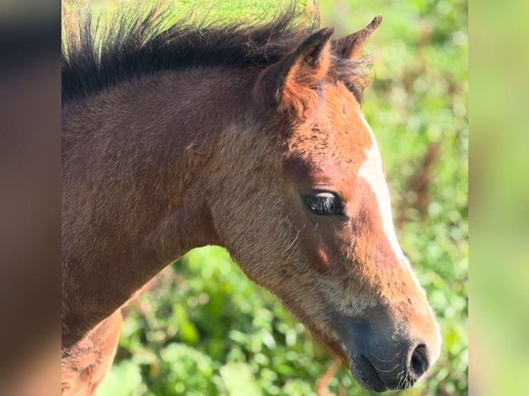 Welsh B Stallion Foal (04/2025) 12,2 hh Brown in Zeven