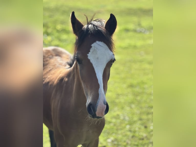 Welsh B Stallion Foal (04/2025) 12,2 hh Brown in Zeven