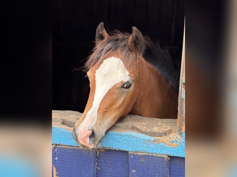 Welsh B Stallion Foal (04/2025) 12,2 hh Brown in Zeven