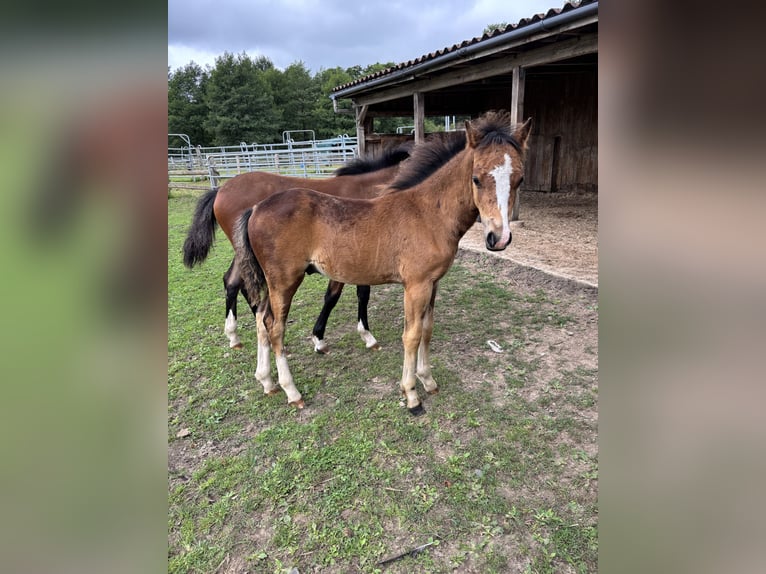 Welsh B Stallion Foal (04/2025) 12,2 hh Brown in Zeven