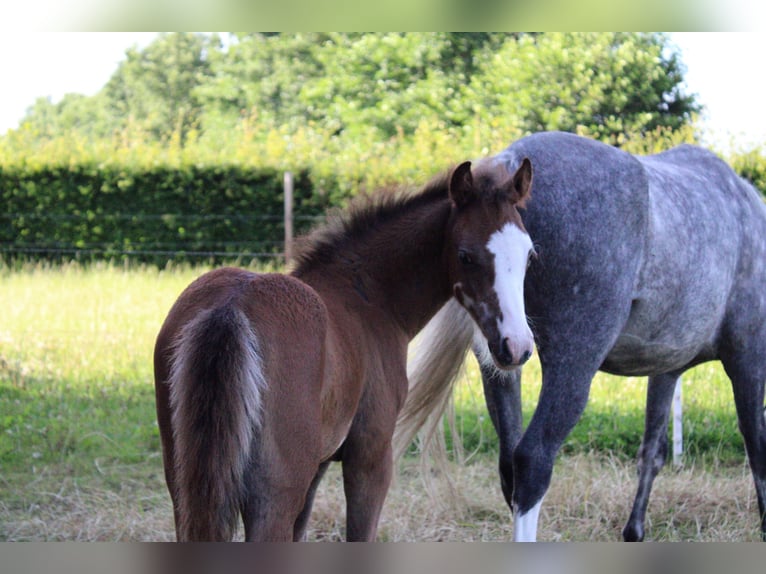 Welsh B Mix Stallion Foal (05/2025) 12,2 hh Grey-Red-Tan in Augustinusga