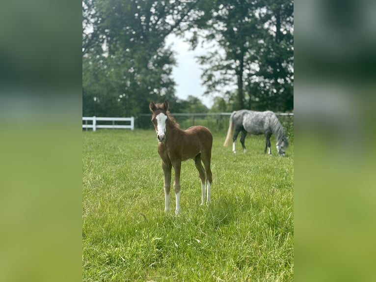Welsh B Mix Stallion Foal (05/2025) 12,2 hh Grey-Red-Tan in Augustinusga