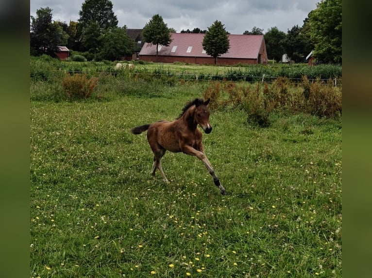 Welsh B Stallion Foal (05/2026) 13.1 hh Brown in Uplengen