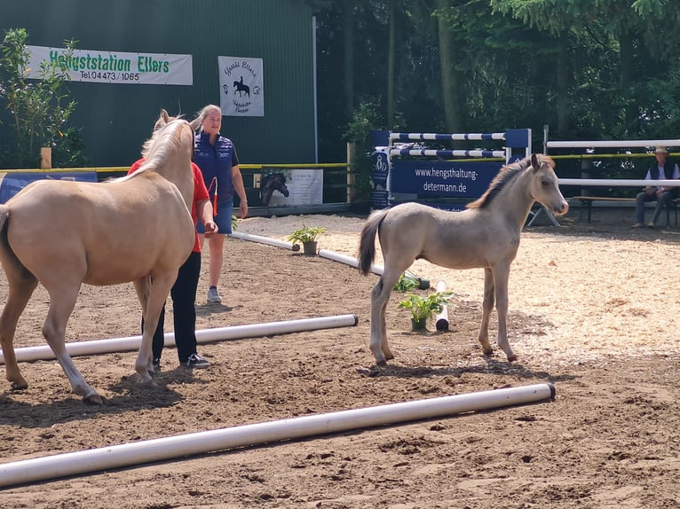 Welsh B Stallion Foal (04/2025) 13,1 hh Buckskin in Emstek/Halen