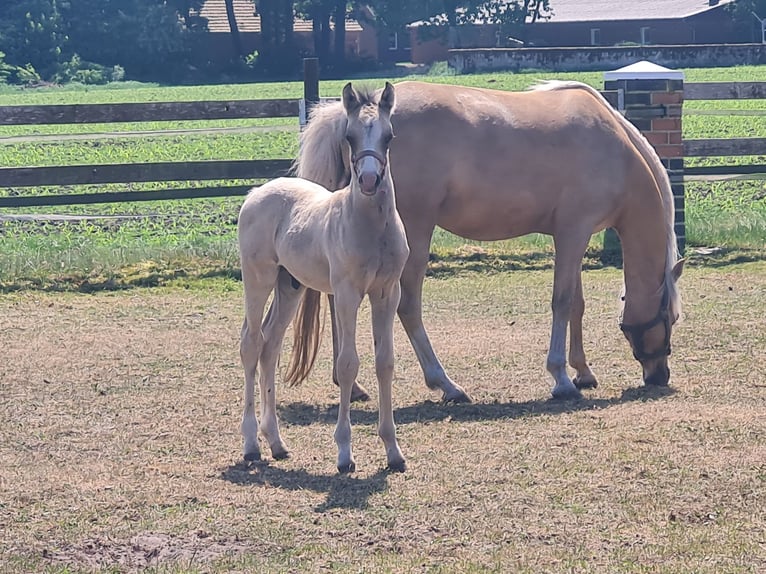 Welsh B Stallion Foal (04/2025) 13,1 hh Buckskin in Emstek/Halen
