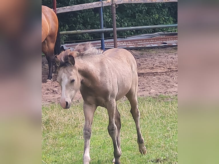 Welsh B Stallion Foal (04/2025) 13,1 hh Buckskin in Emstek/Halen