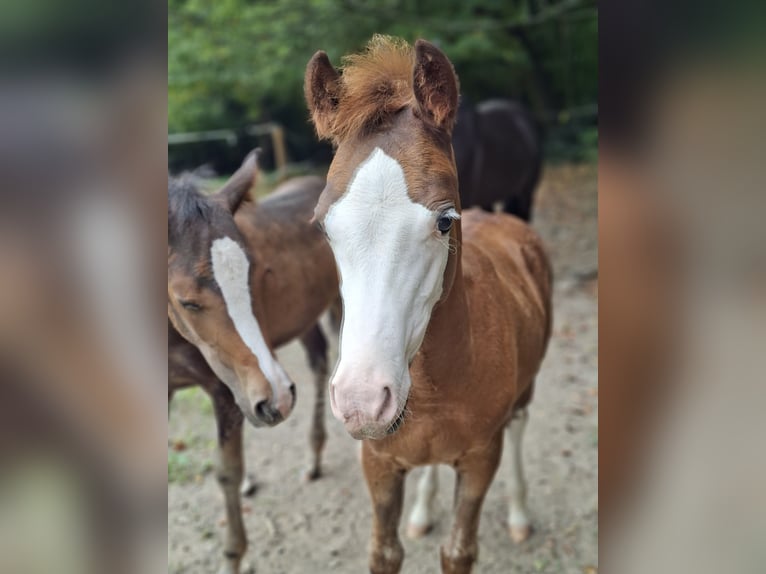 Welsh B Stallion Foal (05/2025) 13,1 hh Chestnut in Hagen