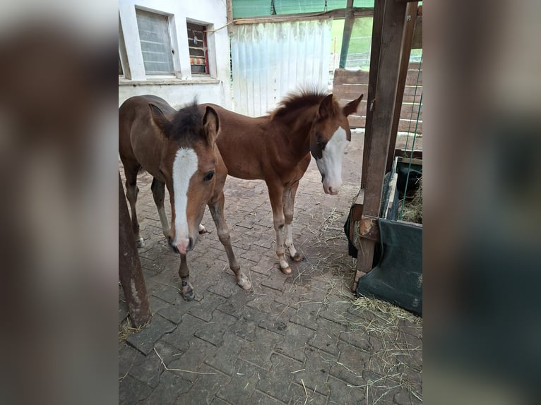 Welsh B Stallion Foal (05/2025) 13,1 hh Chestnut in Hagen