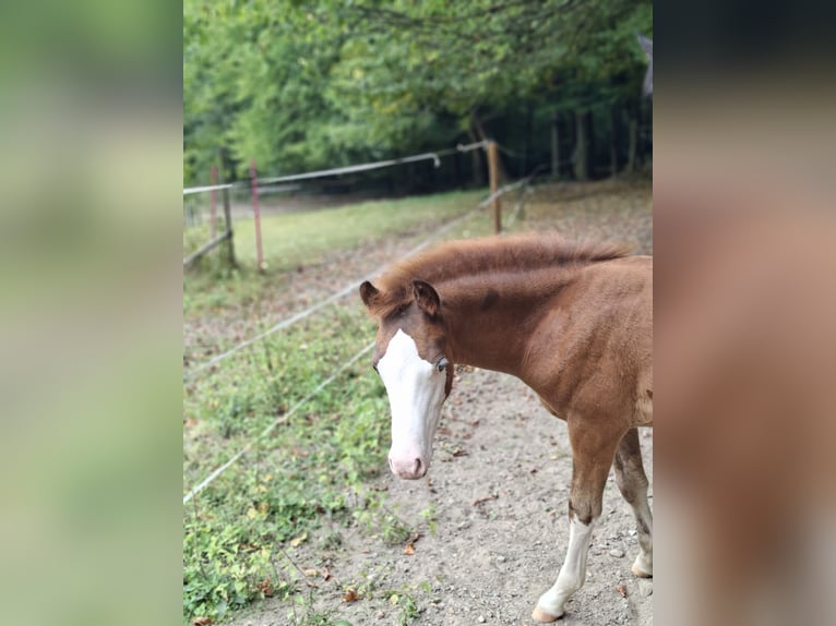 Welsh B Stallion Foal (05/2025) 13,1 hh Chestnut in Hagen