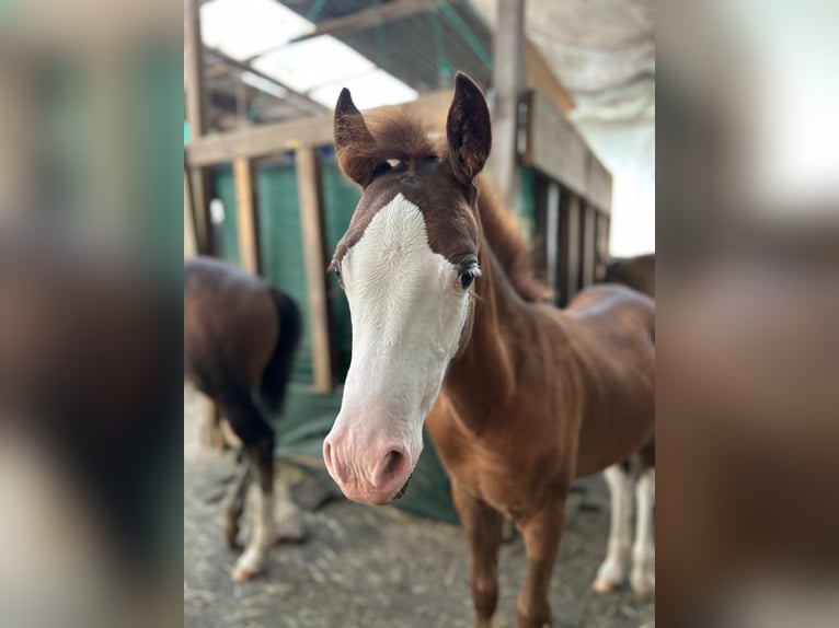 Welsh B Stallion Foal (05/2025) 13,1 hh Chestnut in Hagen