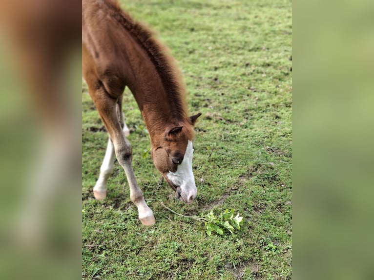 Welsh B Stallion Foal (05/2025) 13,1 hh Chestnut in Hagen