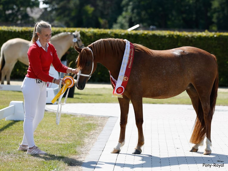 Welsh B Stallion Foal (06/2025) 13,1 hh Chestnut-Red in Hessen