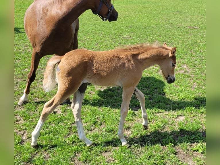 Welsh B Stallion Foal (06/2025) 13,1 hh Chestnut-Red in Hessen