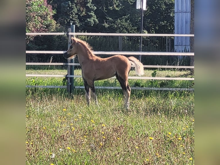 Welsh B Stallion Foal (06/2025) 13,1 hh Chestnut-Red in Hessen