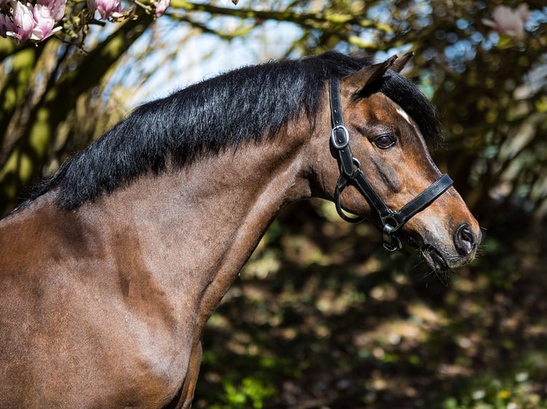 Welsh B Stallion Foal (06/2025) 13,1 hh Chestnut-Red in Hessen