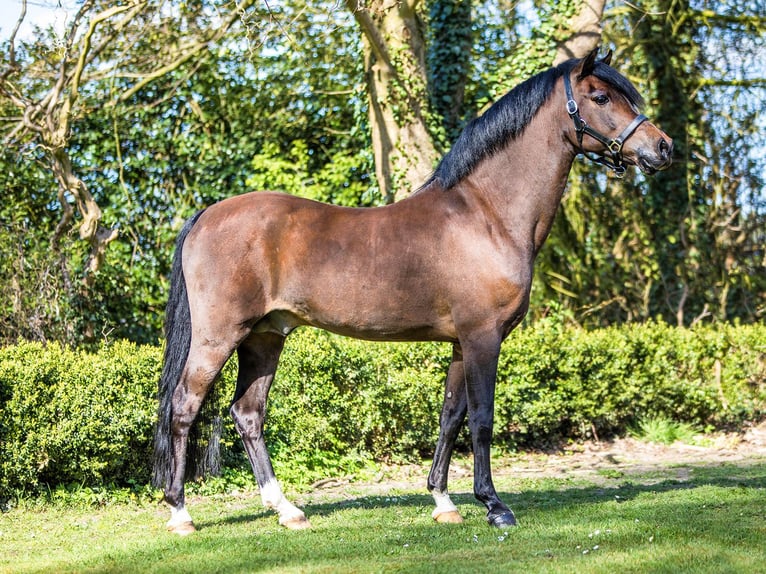 Welsh B Stallion Foal (06/2025) 13,1 hh Chestnut-Red in Hessen