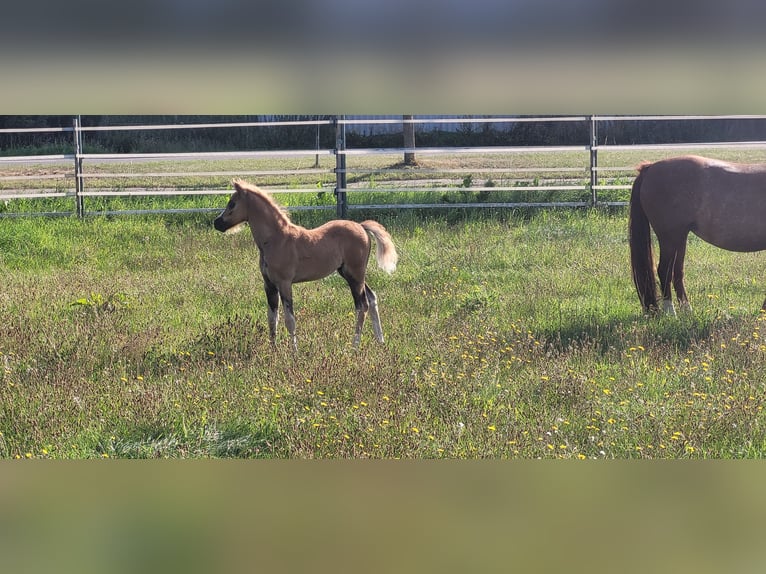 Welsh B Stallion Foal (06/2025) 13,1 hh Chestnut-Red in Hessen
